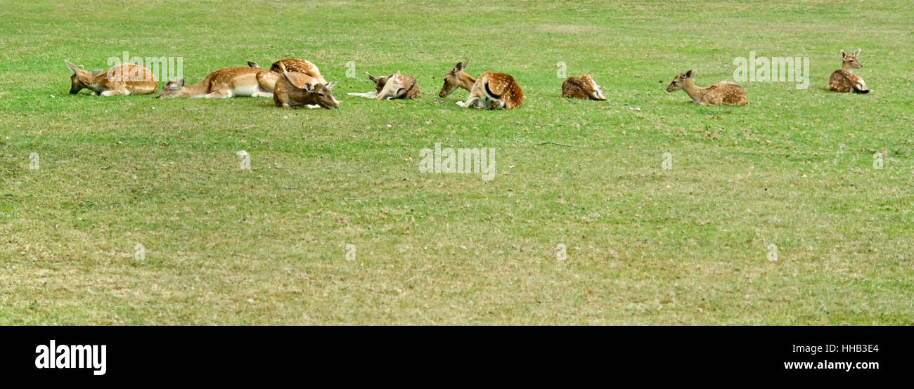 einige ruhende Hirsche auf grüner Weide Stockfoto