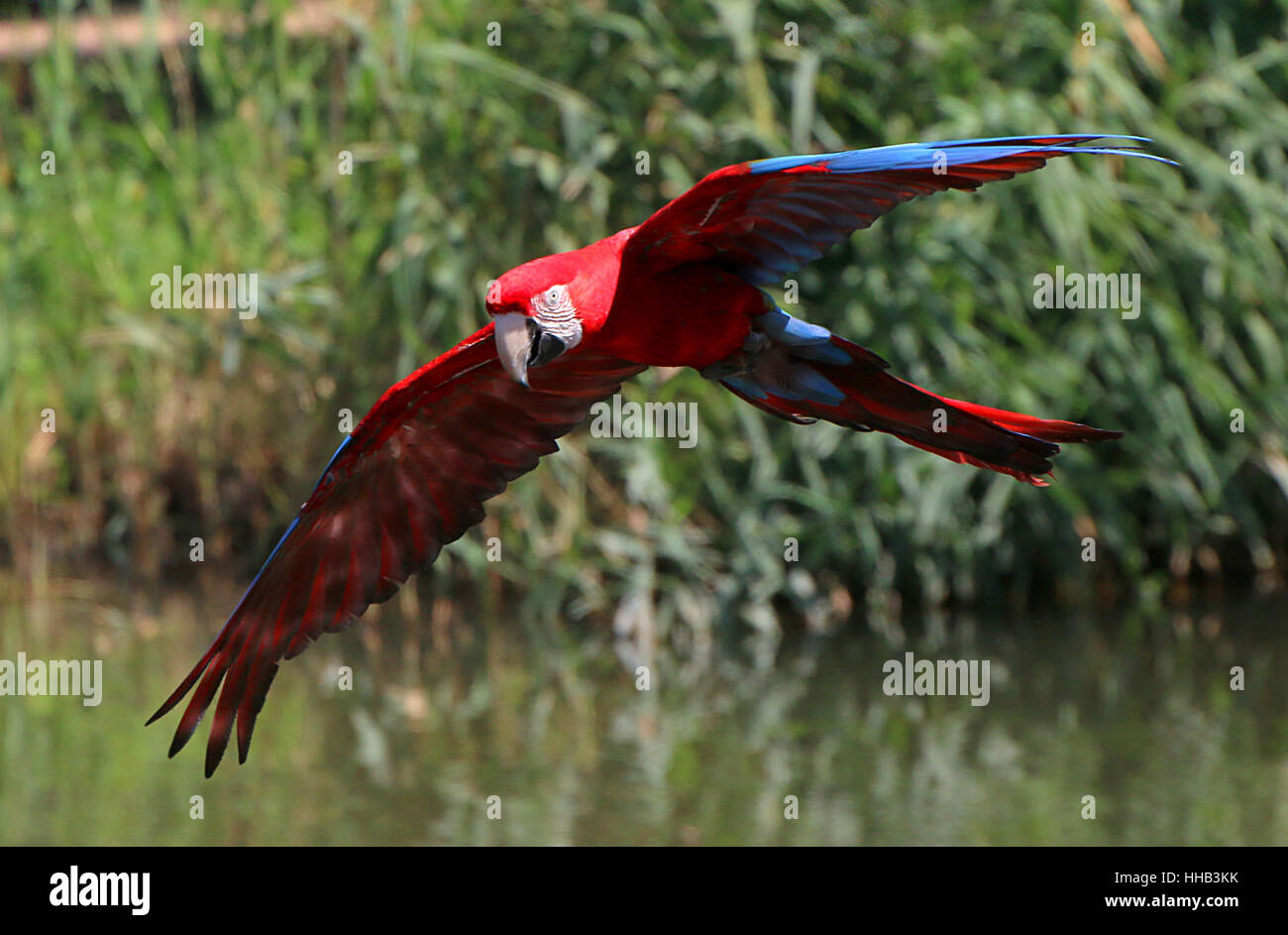 South American rote und Grüne Aras (Ara Chloropterus) aka Green-winged Ara im Flug Stockfoto