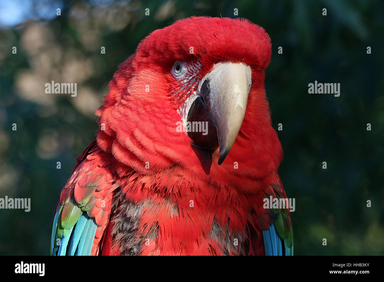 Südamerikanische Rot-Grüne Aras (Ara Chloropterus) aka Green-winged ARA. Stockfoto