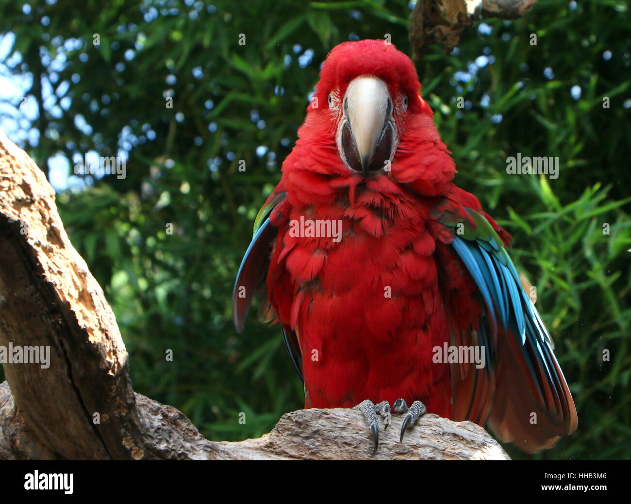 Südamerikanische Rot-Grüne Aras (Ara Chloropterus) aka Green-winged ARA. Stockfoto