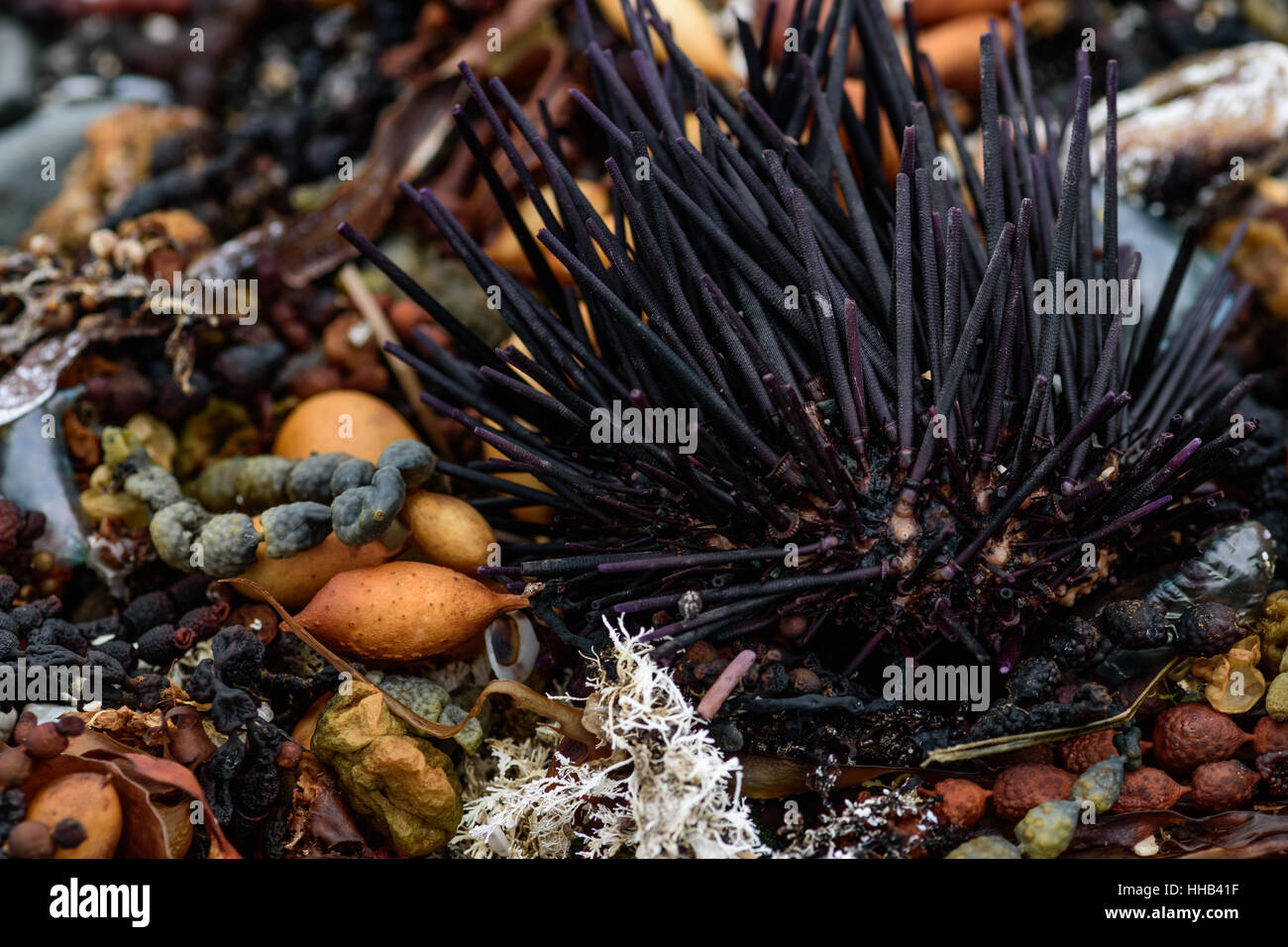 Seeigel, Muscheln und Algen an der Küste, abstrakte Natur Hintergrund Stockfoto