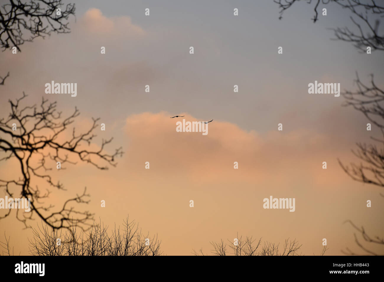 Heimwärts gebunden Stockfoto