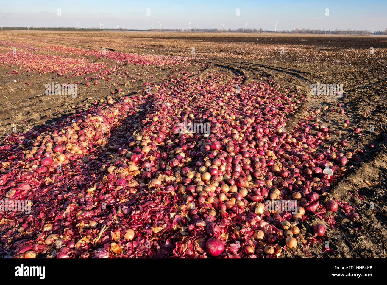 Verrottete weiße und rote Zwiebeln, die auf einem Farmfeld in der Region Lambton Shores im Südwesten des ländlichen Ontario, Kanada, verrotten. Lebensmittelverschwendung, Lebensmittelverschwendung. Stockfoto