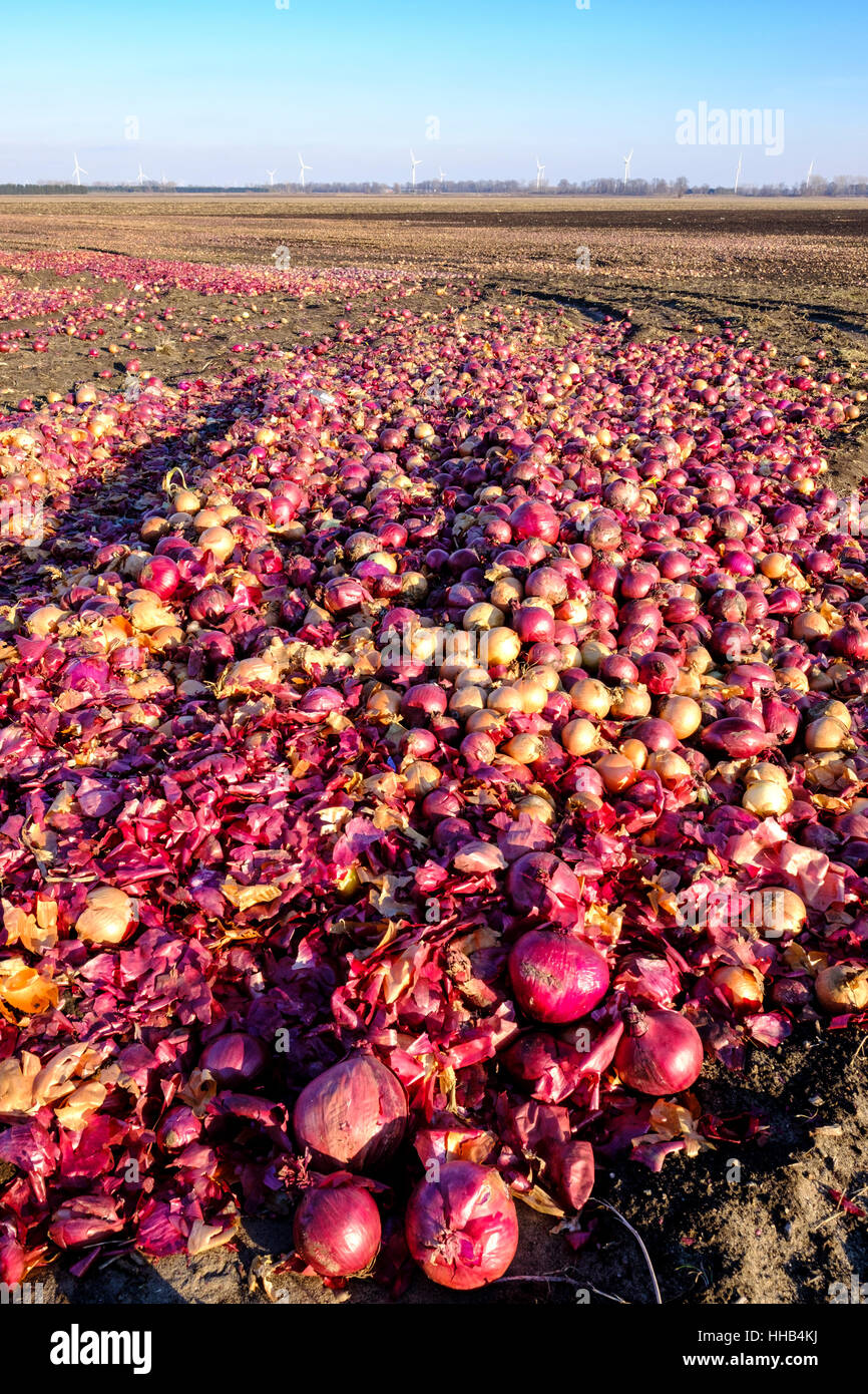 Verrottete weiße und rote Zwiebeln, die auf einem Farmfeld in der Region Lambton Shores im Südwesten des ländlichen Ontario, Kanada, verrotten. Lebensmittelverschwendung, Lebensmittelverlust. Stockfoto