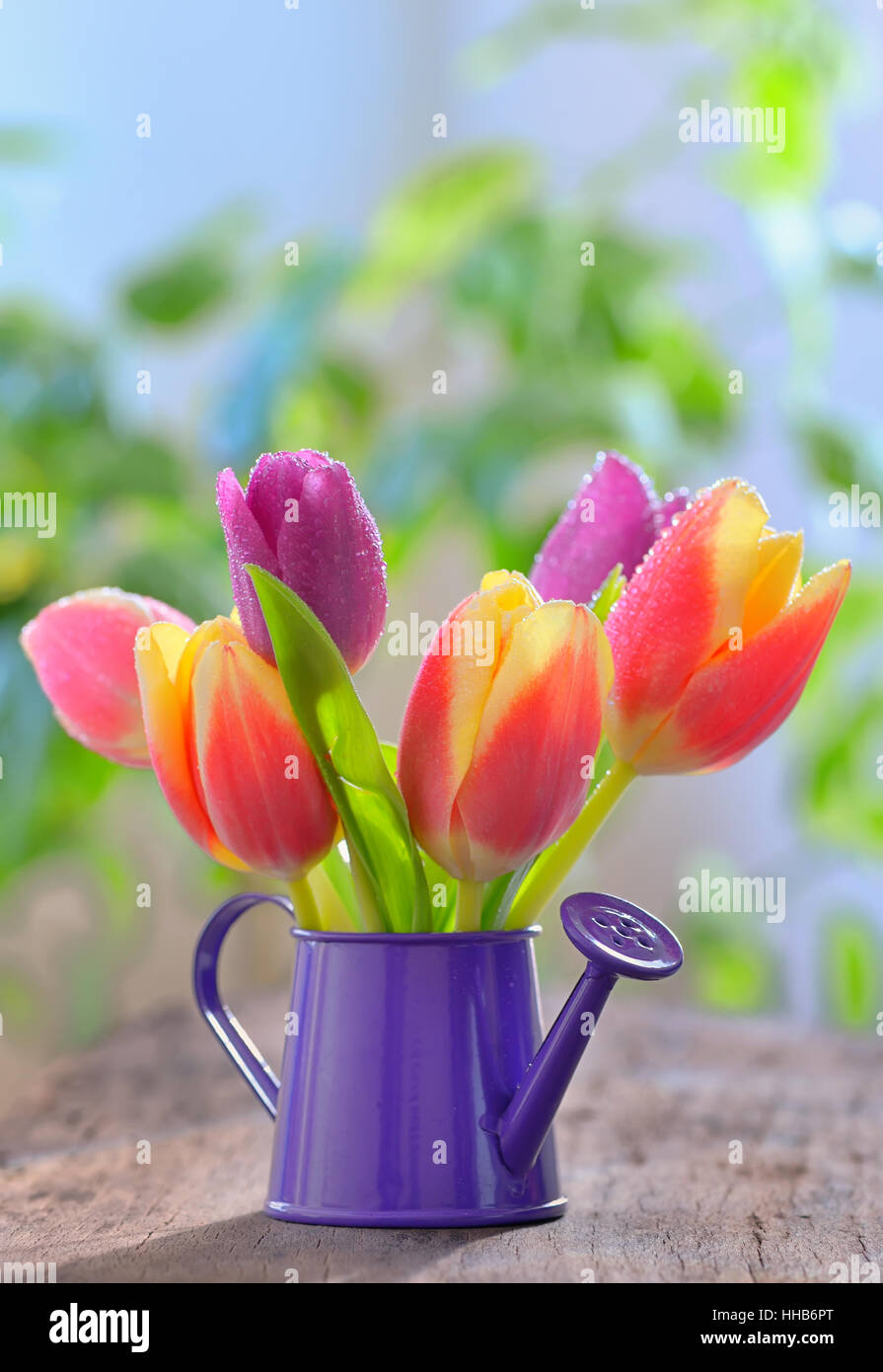 Tulpen im Garten Sprinkler auf alten Holztisch Stockfoto