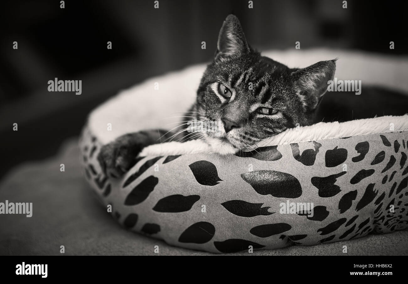 Katze im Bett Moggy ruhen chillin chil Stockfoto