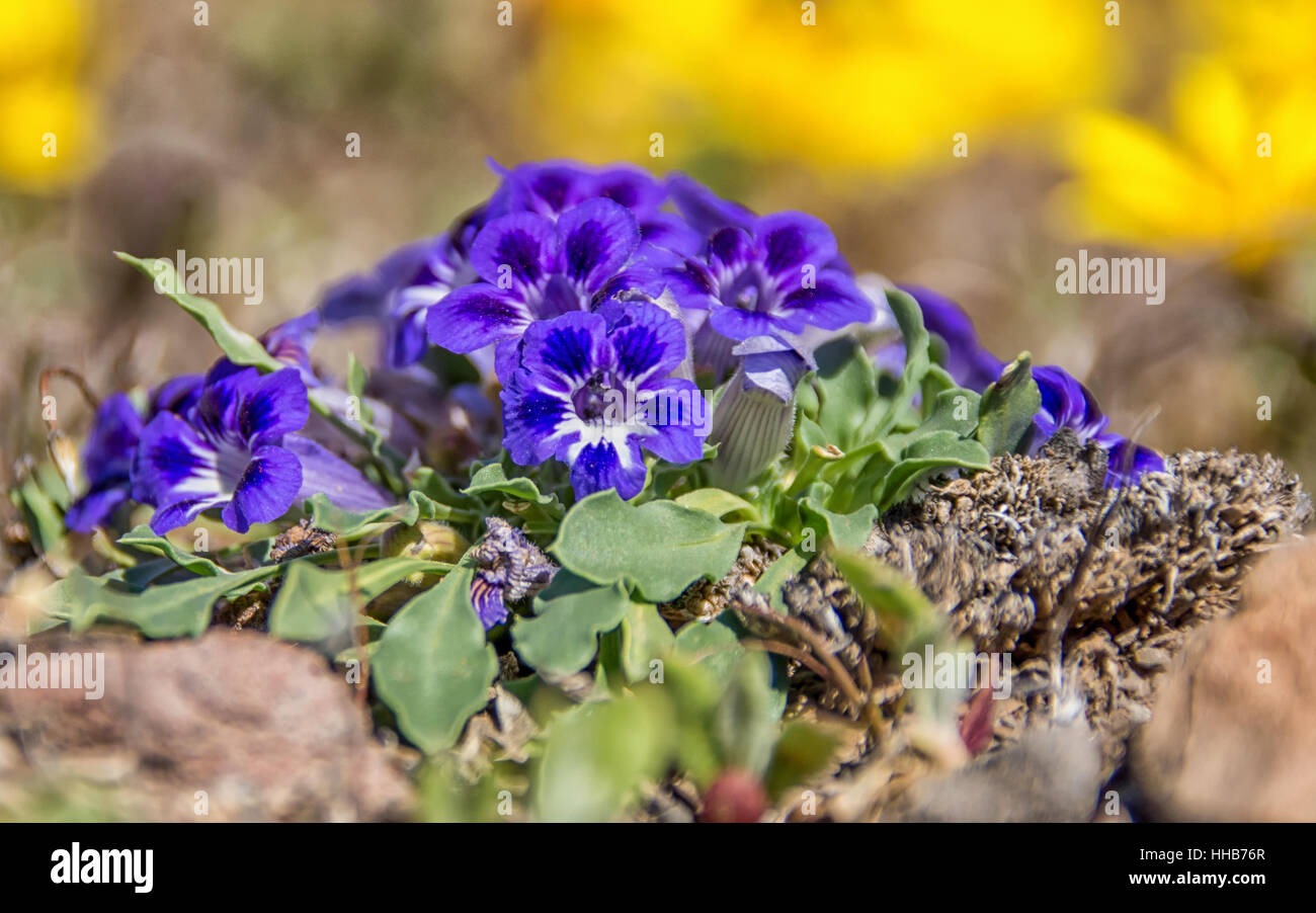 Karoo violett (Aptosimum Erbengemeinschaft) Wildblumen im Namaqualand, Südafrika Stockfoto