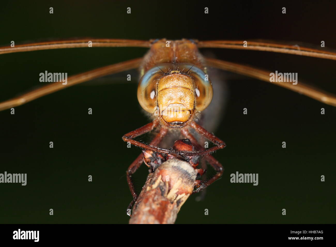 Braun Hawker (Aeshna Grandis): close-up thront Erwachsene Libelle, mit Schwerpunkt auf blauen und braunen Augen Stockfoto