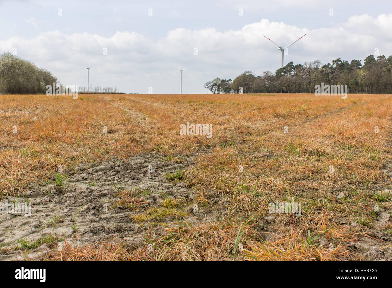 Intensiv bewirtschafteten Feld Stockfoto