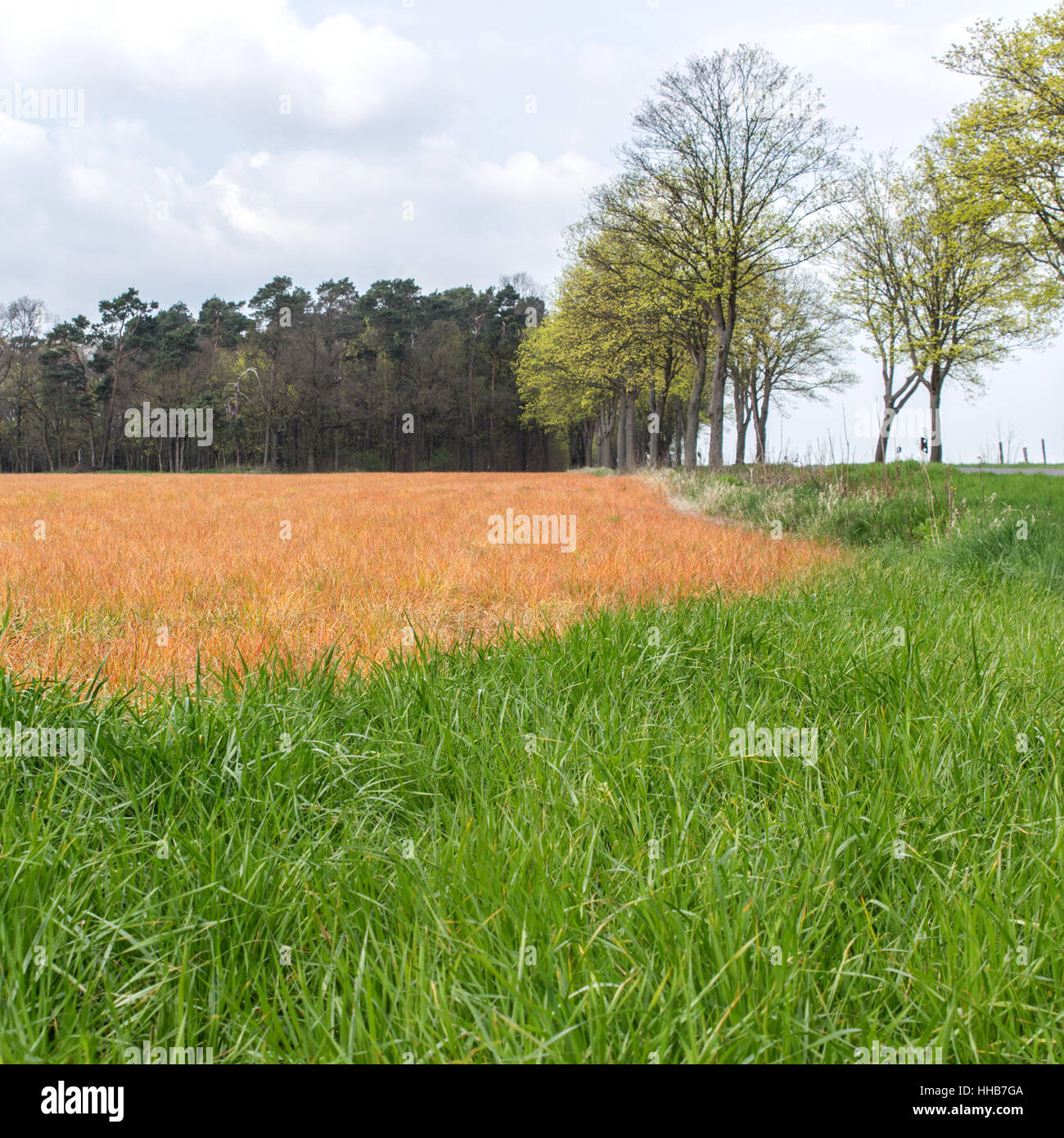 Feld im Frühjahr, die mit Schädlingsbekämpfungsmitteln behandelt wurde Stockfoto