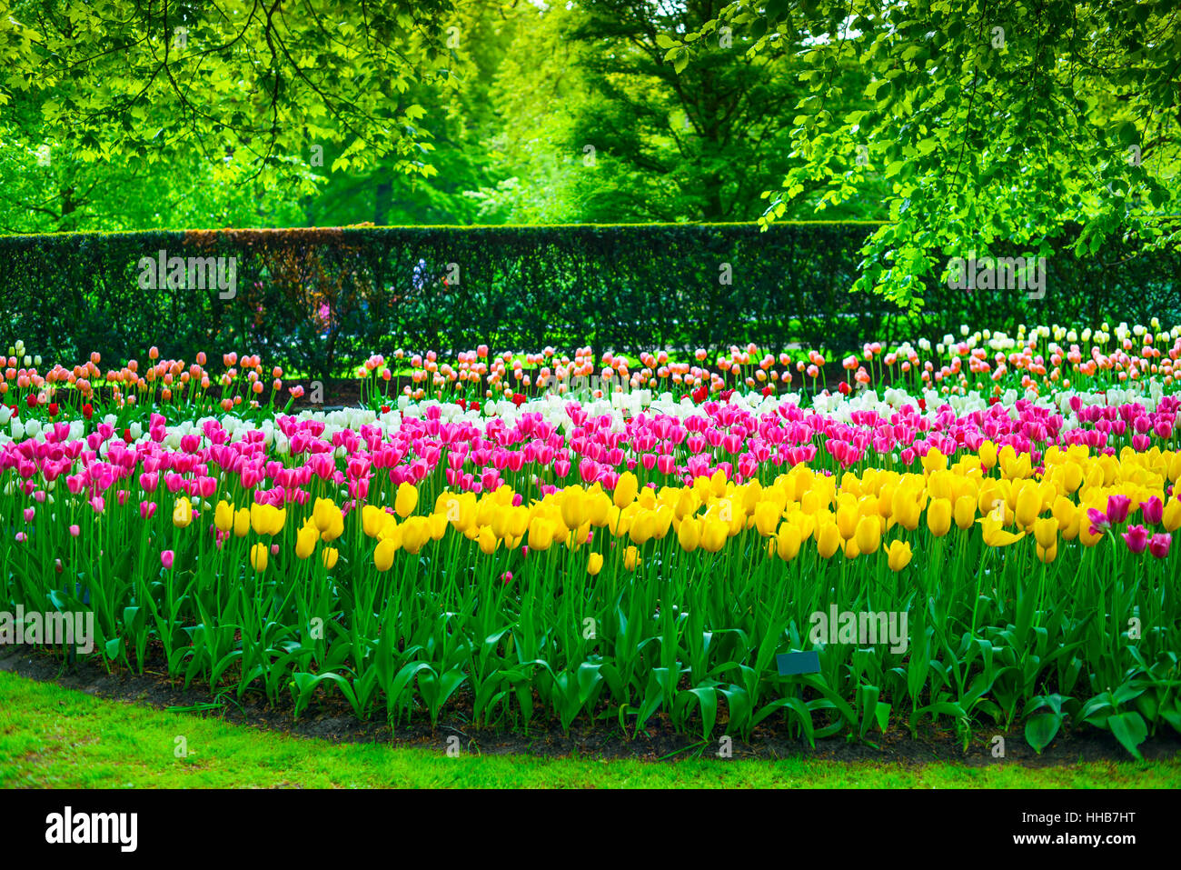 Garten im Keukenhof, Tulpe Blumen und Bäumen im Hintergrund im Frühjahr. Niederlande, Europa. Stockfoto