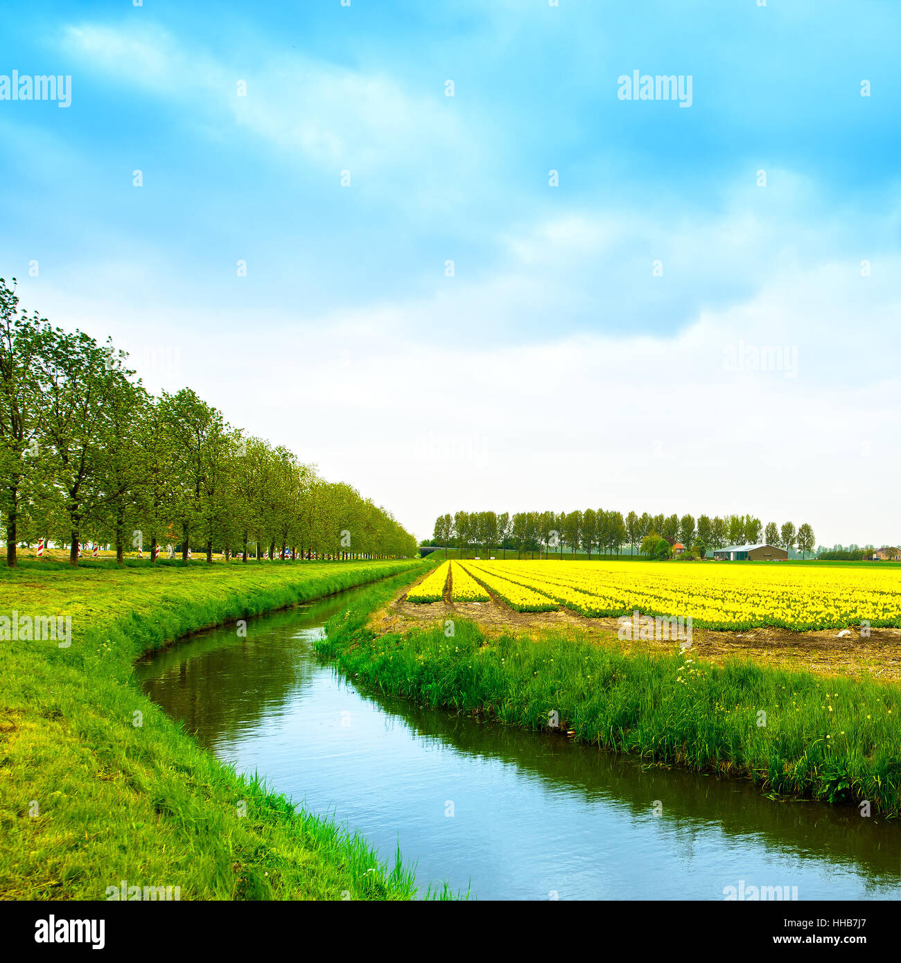 Gelbe Blüte Blumen Anbau Tulpenfeld im Frühling, Kanal und Bäume. Bäume auf Grund. Keukenhof, Holland oder Deutschland, Europa. Stockfoto