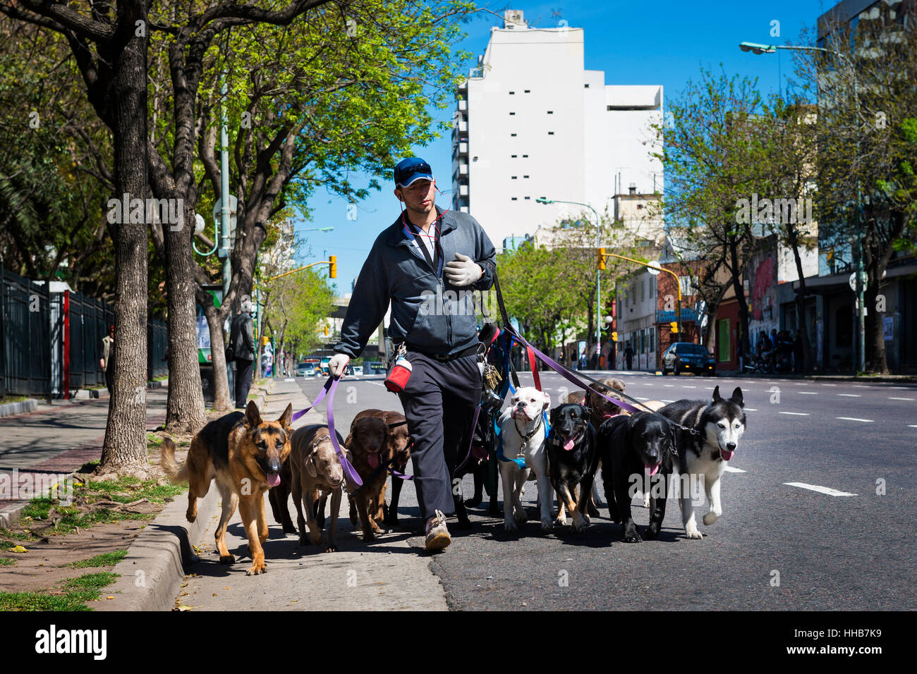 Buenos Aires, Argentinien - 8. Oktober 2013: Dogwalker (Pasea Peros) mit einem Rudel Hunde in einer Straße von San Telmo in Buenos Aires Stockfoto Buenos Aires, Argentinien - 8. Oktober 2013: Dogwalker (Pasea Peros) mit einem Rudel Hunde in einer Straße von San Telmo in Buenos Aires Stockfoto