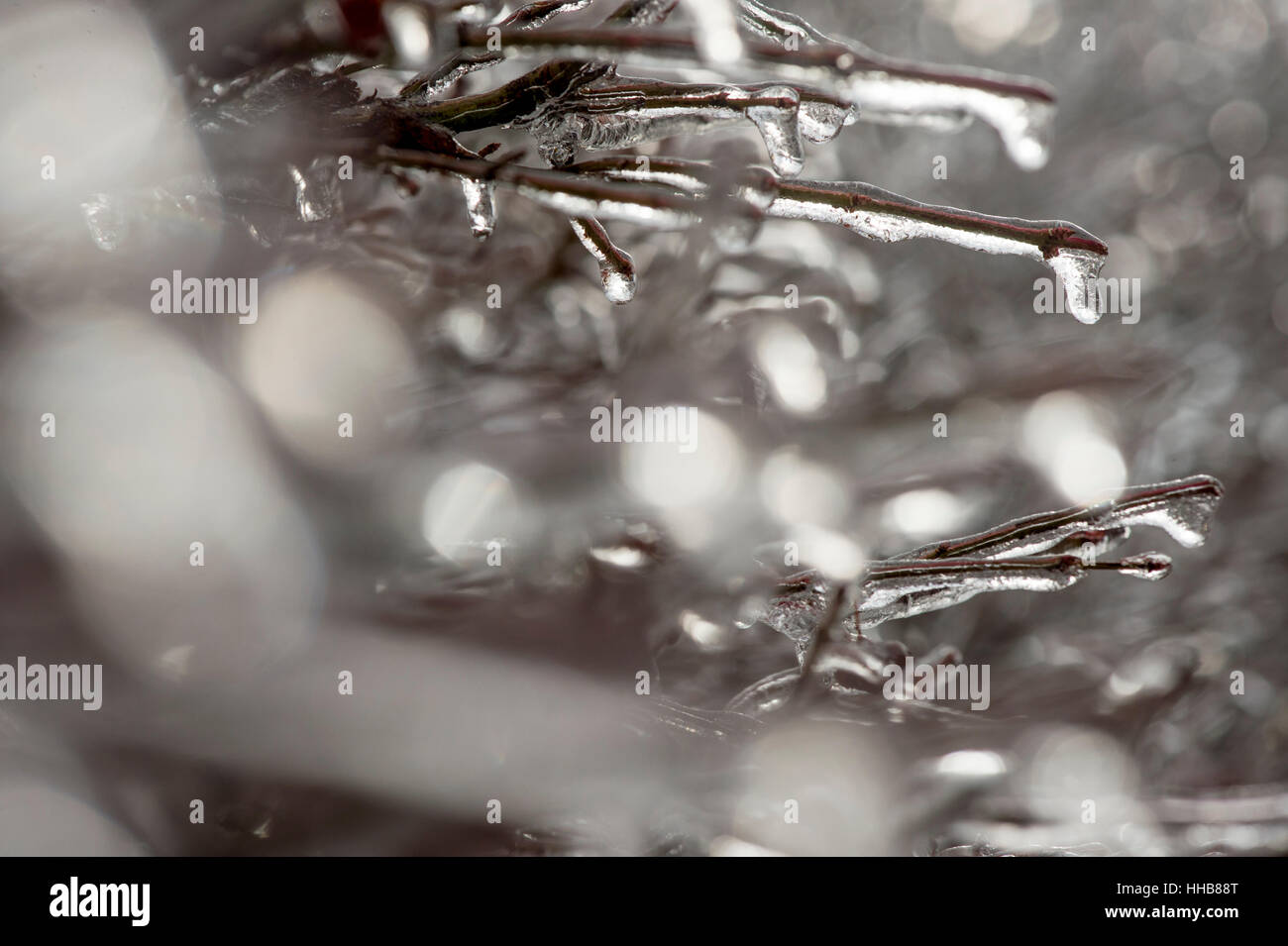 Eine Nahaufnahme Makro von Ästen mit Eis bedeckt. Stockfoto
