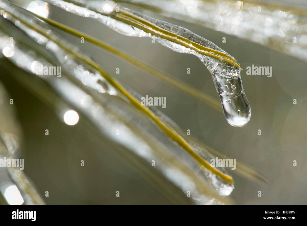 Eine Nahaufnahme Detail eines Zweiges der Nadeln ist im Eis eingeschlossen. Stockfoto