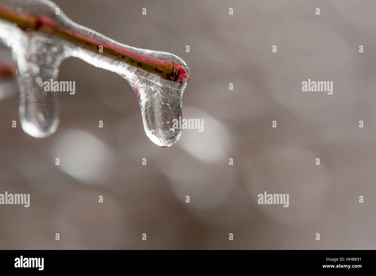 Eine Nahaufnahme Makro von einem roten Ast mit Eis bedeckt. Stockfoto