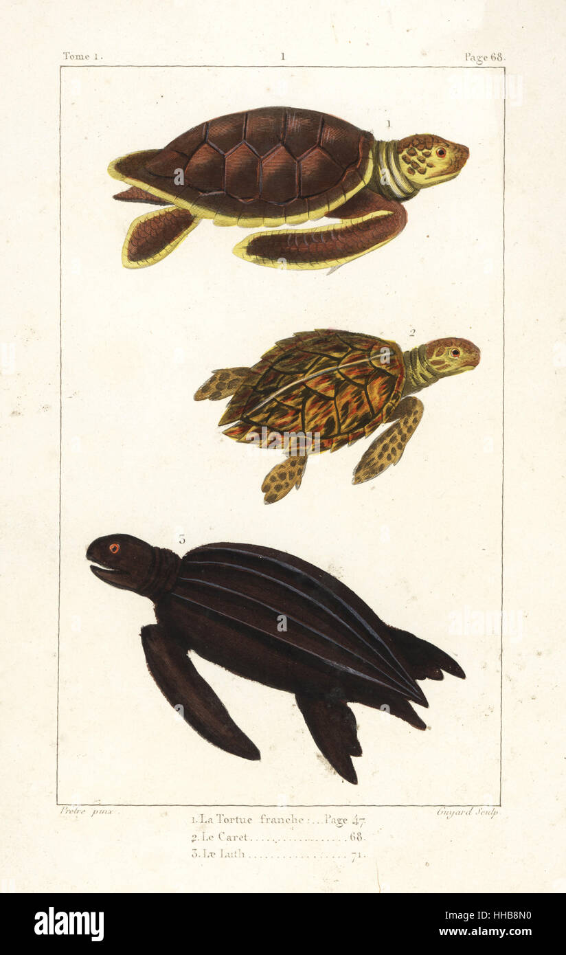 Grüne Meeresschildkröte, Chelonia Mydas (gefährdet), Caretta, Caretta Caretta (gefährdet) und Leatherback turtle, Dermochelys Coriacea (kritisch gefährdet). Handkoloriert Kupferstich von Jean Baptiste Guyard nach einer Illustration von Jean-Gabriel Pretre von Bernard Germain de Lacepede Natural History ovipar Vierbeiner, Schlangen, Fische und Wale und Delfine, Eymery, Paris, 1825. Stockfoto