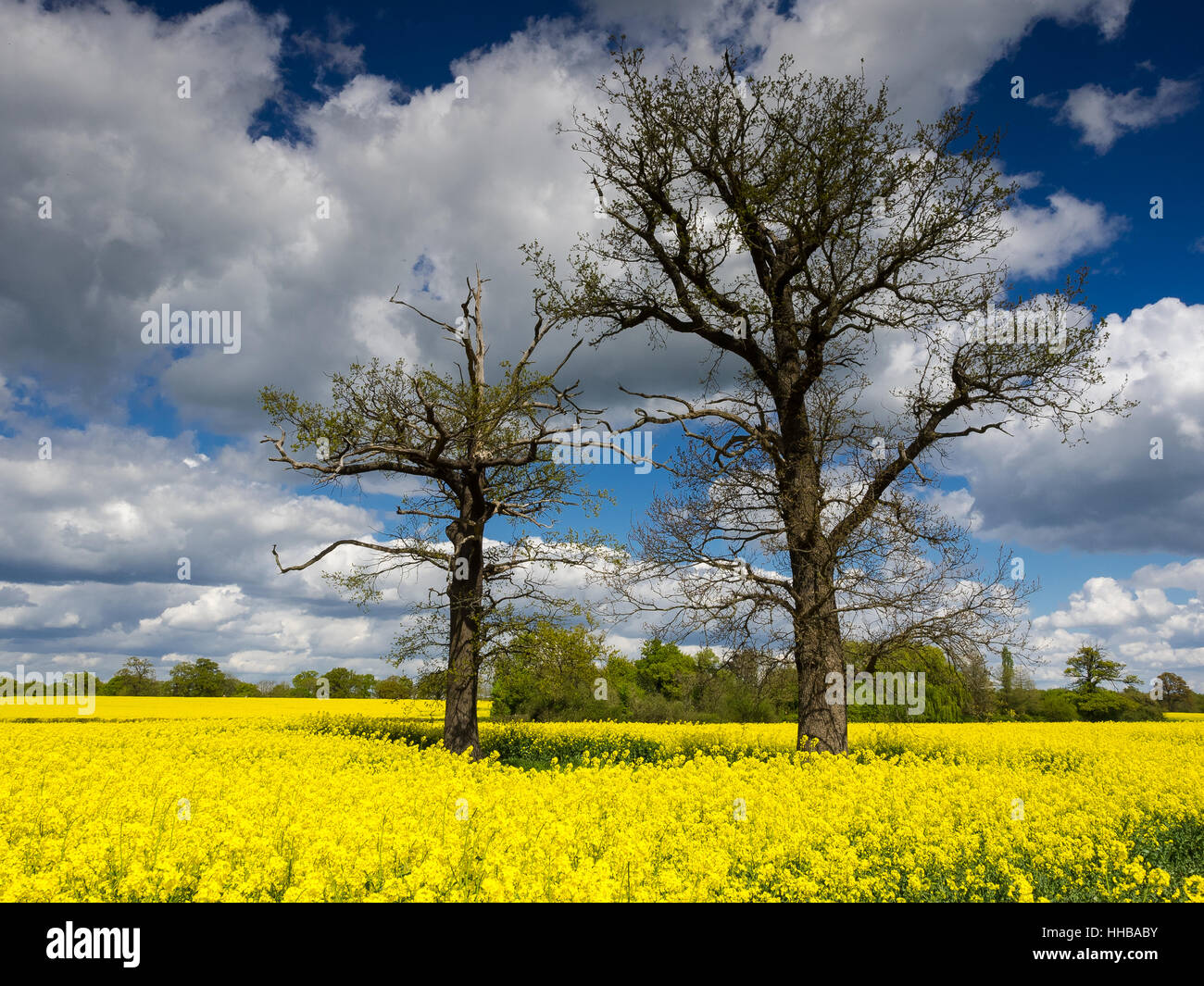 Rapsfeld in der englischen Landschaft Frühling Stockfoto