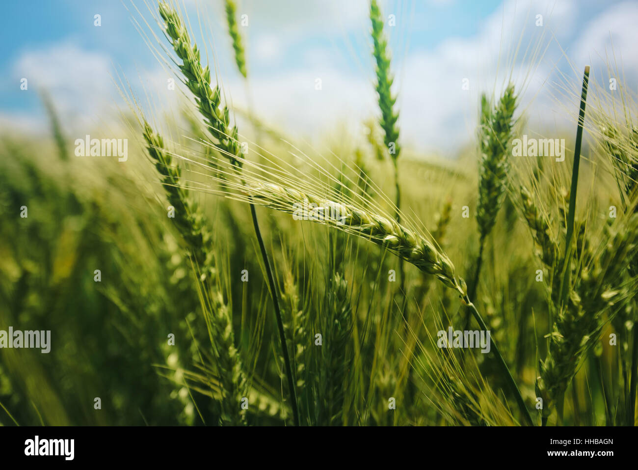 Schöne grüne Ähren wachsen im Feld, Landschaft, selektiven Fokus Stockfoto