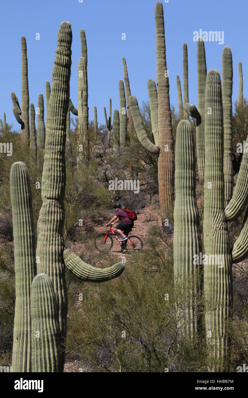 Radfahrer und Kaktus in der Sonora Wste Tucson Arizona Saguaro Kaktus  Stockfotografie - Alamy