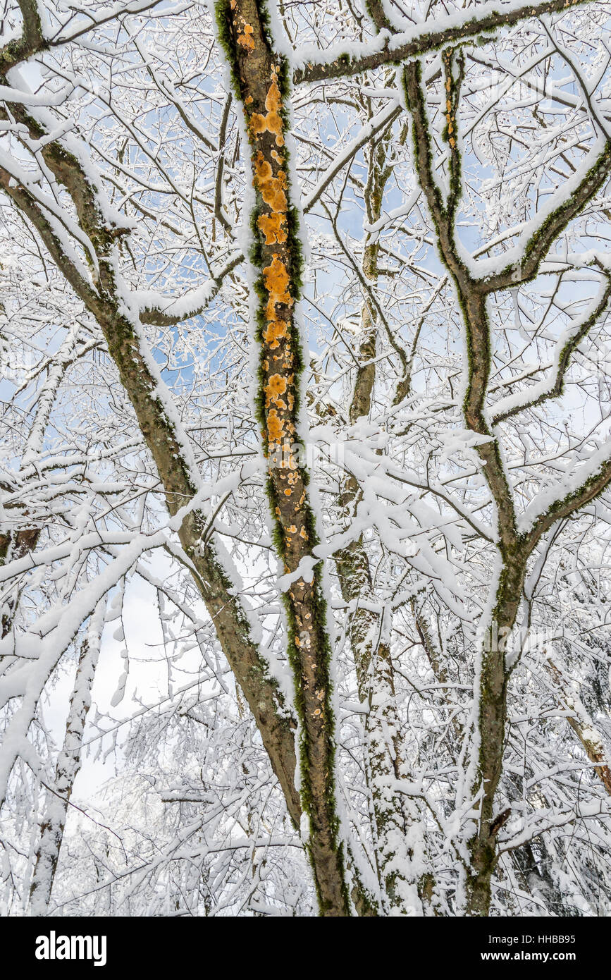 Pilz auf Schnee bedeckten Ast Stockfoto