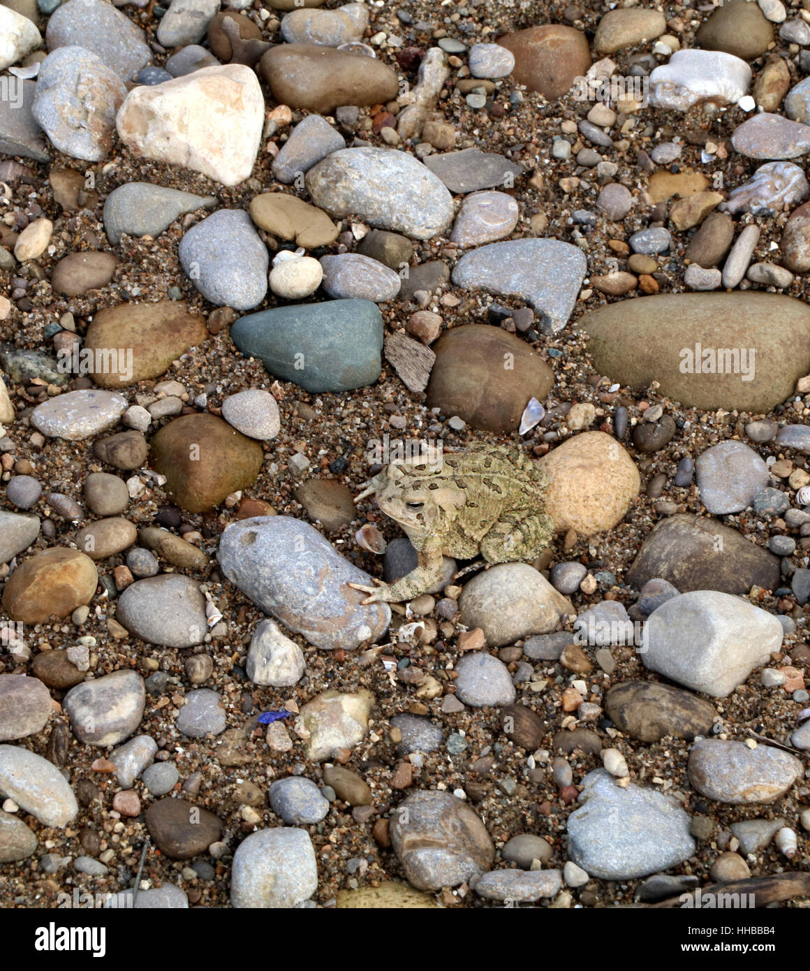 Amerikanische Kröte Tarnung auf Kiesstrand Little Miami River Ohio Stockfoto