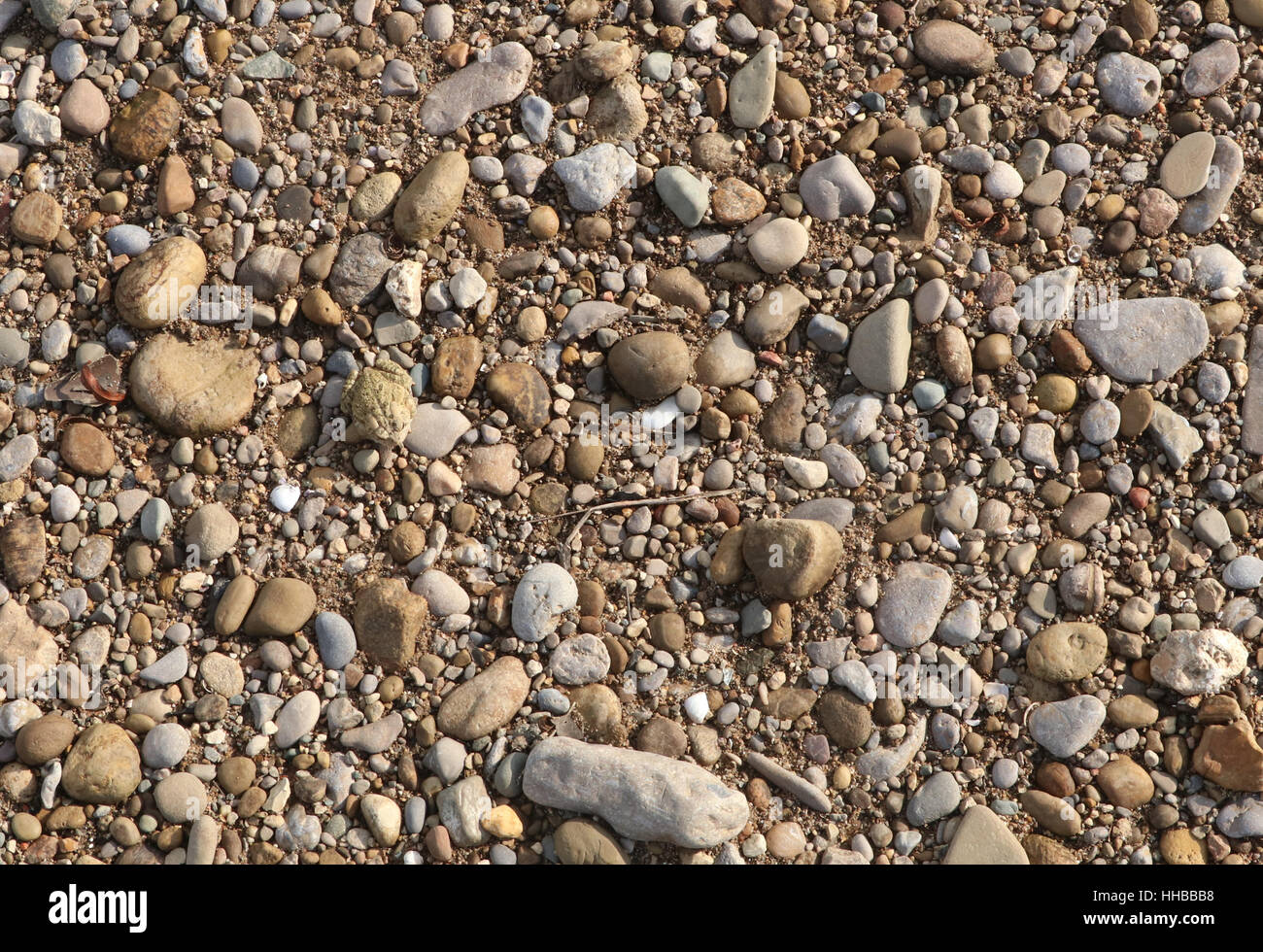 Amerikanische Kröte Tarnung auf Kiesstrand Little Miami River Ohio Stockfoto