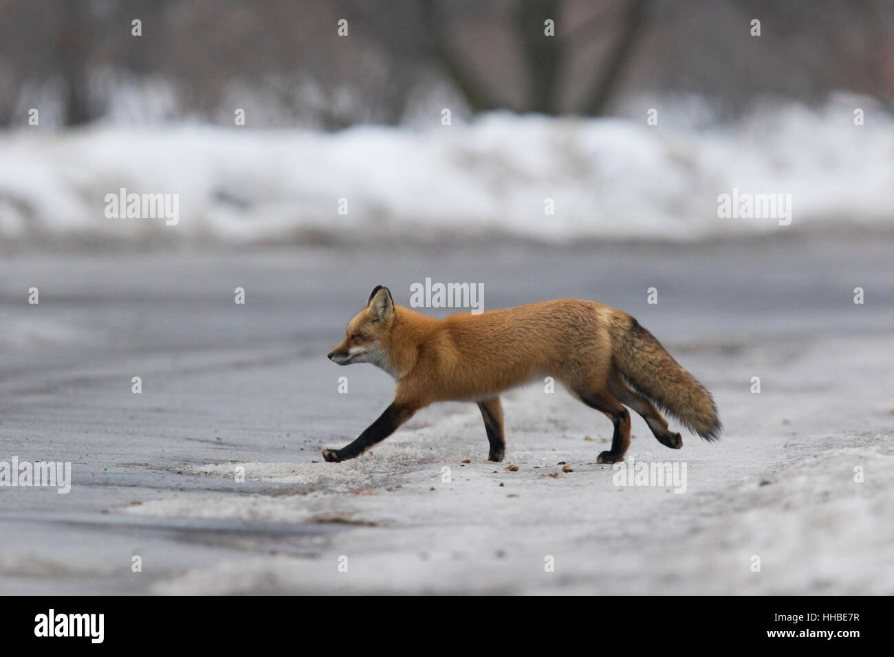 Eine wilde Rotfuchs im Winter. Stockfoto
