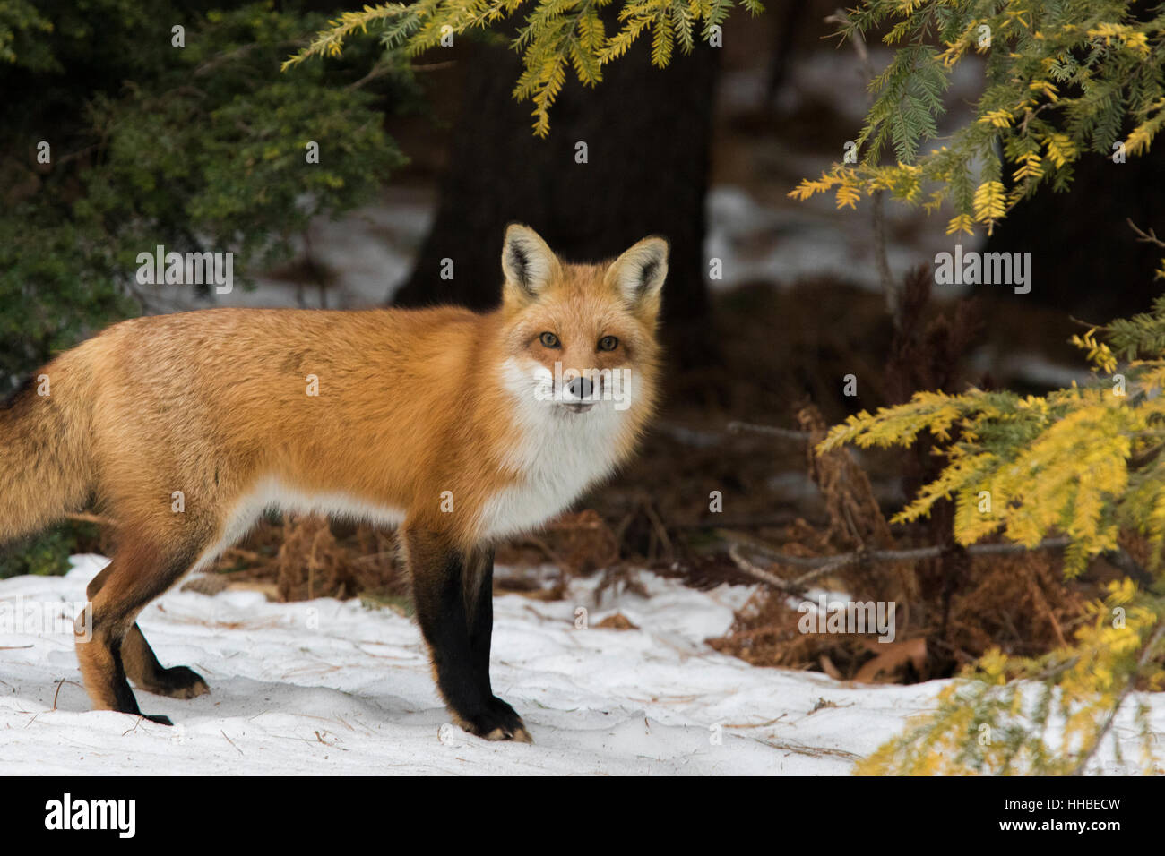 Eine wilde Rotfuchs im Winter. Stockfoto