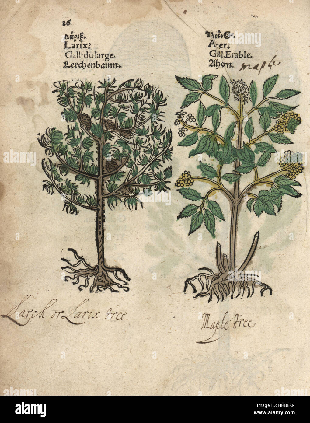 Baum Lärche, Larix Decidua und Ahorn, Acer-Arten. Handkoloriert Holzschnitt Gravur eine botanische Illustration von Adam Lonicers Krauterbuch oder Kräuter, Frankfurt am Main, 1557. Dies aus einem 17. Jahrhundert Pirate Edition oder Atlas Illustrationen nur, mit Untertiteln in Latein, Griechisch, Französisch, Italienisch, Deutsch und in Englisch Manuskript. Stockfoto