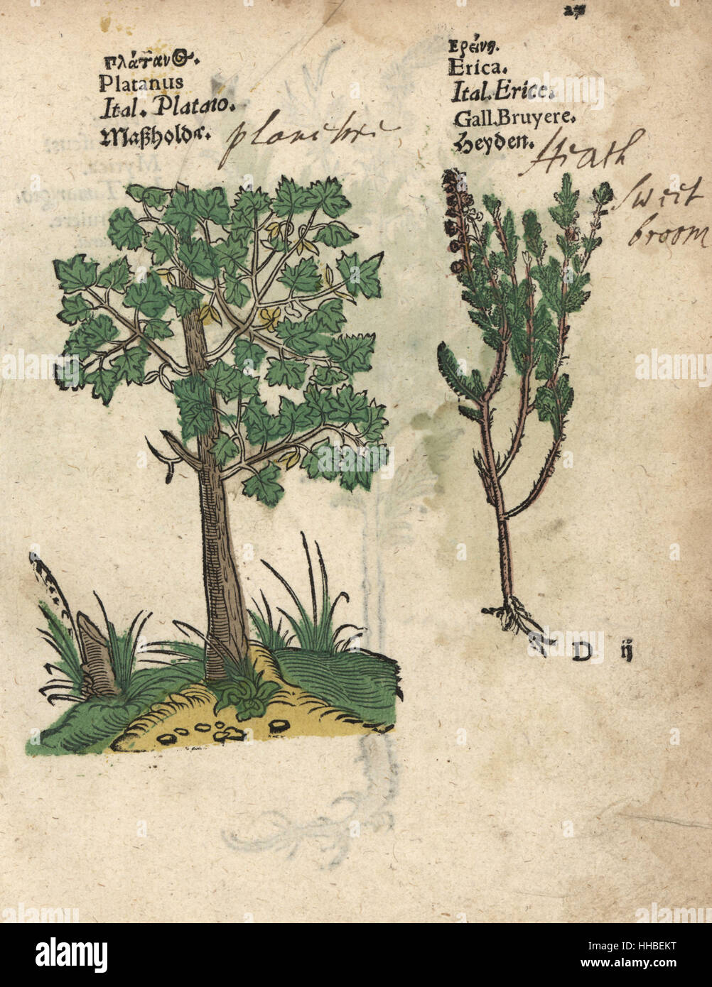 Platane, Platanus Arten und Heide, Erica-Arten. Handkoloriert Holzschnitt Gravur eine botanische Illustration von Adam Lonicers Krauterbuch oder Kräuter, Frankfurt am Main, 1557. Dies aus einem 17. Jahrhundert Pirate Edition oder Atlas Illustrationen nur, mit Untertiteln in Latein, Griechisch, Französisch, Italienisch, Deutsch und in Englisch Manuskript. Stockfoto