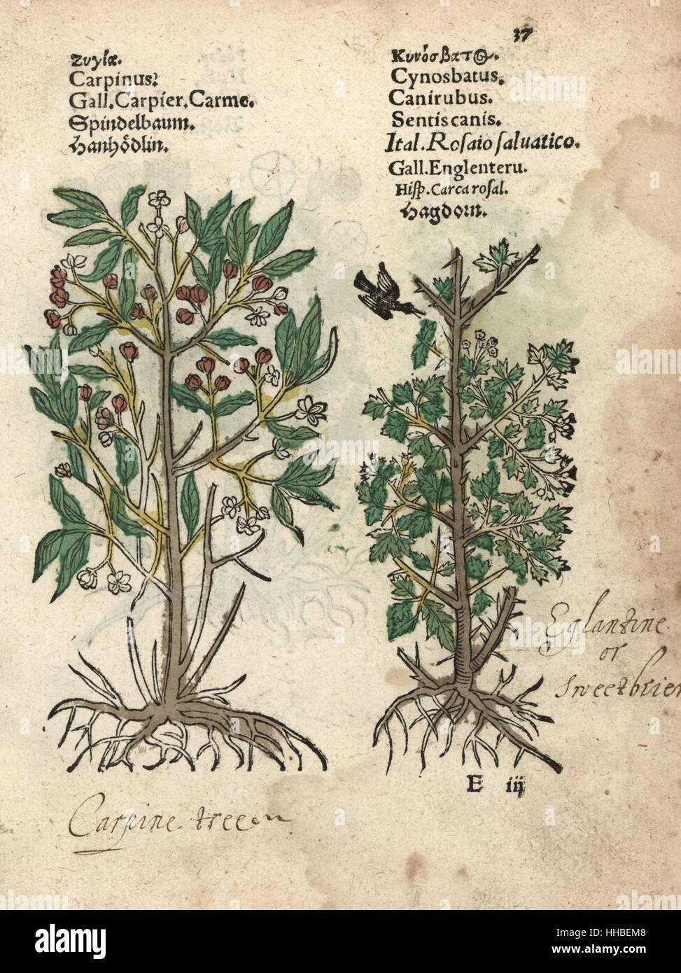 Hainbuche, Carpinus Arten und Cynosbatus oder Canirubus, Eglantine Rose, Rosa Canina. Handkoloriert Holzschnitt Gravur eine botanische Illustration von Adam Lonicers Krauterbuch oder Kräuter, Frankfurt am Main, 1557. Dies aus einem 17. Jahrhundert Pirate Edition oder Atlas Illustrationen nur, mit Untertiteln in Latein, Griechisch, Französisch, Italienisch, Deutsch und in Englisch Manuskript. Stockfoto