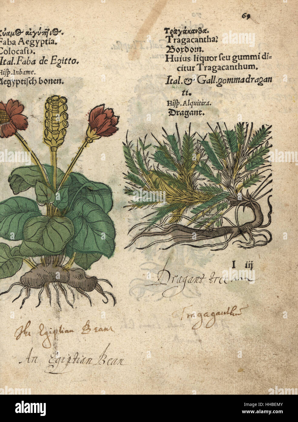 Taro Colocasia Esculenta und Drachenbaum, Astragalus Tragacantha.  Handkoloriert Holzschnitt Gravur eine botanische Illustration von Adam  Lonicers Krauterbuch oder Kruter, Frankfurt am Main, 1557. Dies aus einem  17. Jahrhundert Pirate Edition oder Atlas