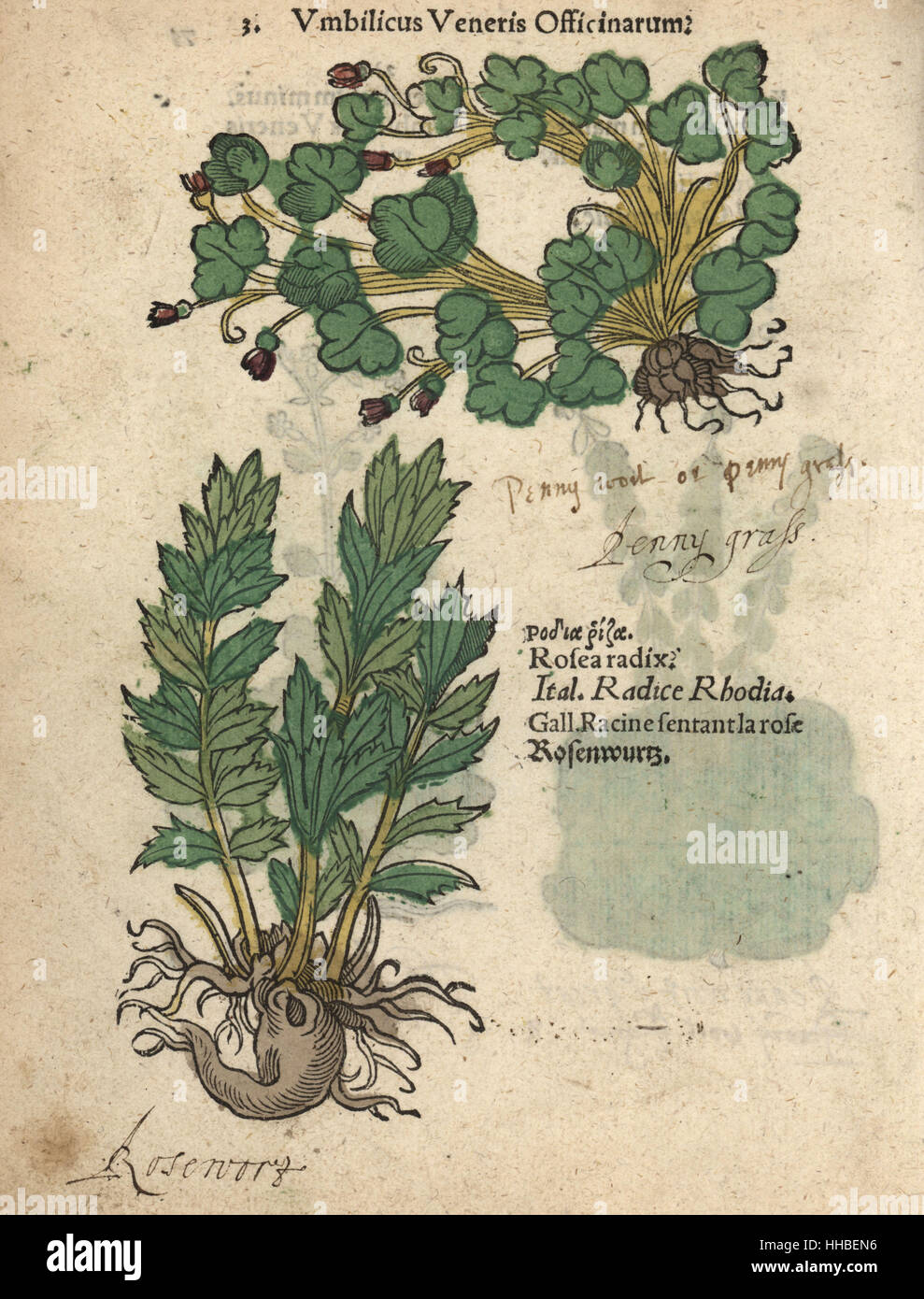 Efeu-leaved Leinkraut, Cymbalaria Muralis und rose Wurzel Rhodiola Rosea Radix. Handkoloriert Holzschnitt Gravur eine botanische Illustration von Adam Lonicers Krauterbuch oder Kräuter, Frankfurt am Main, 1557. Dies aus einem 17. Jahrhundert Pirate Edition oder Atlas Illustrationen nur, mit Untertiteln in Latein, Griechisch, Französisch, Italienisch, Deutsch und in Englisch Manuskript. Stockfoto