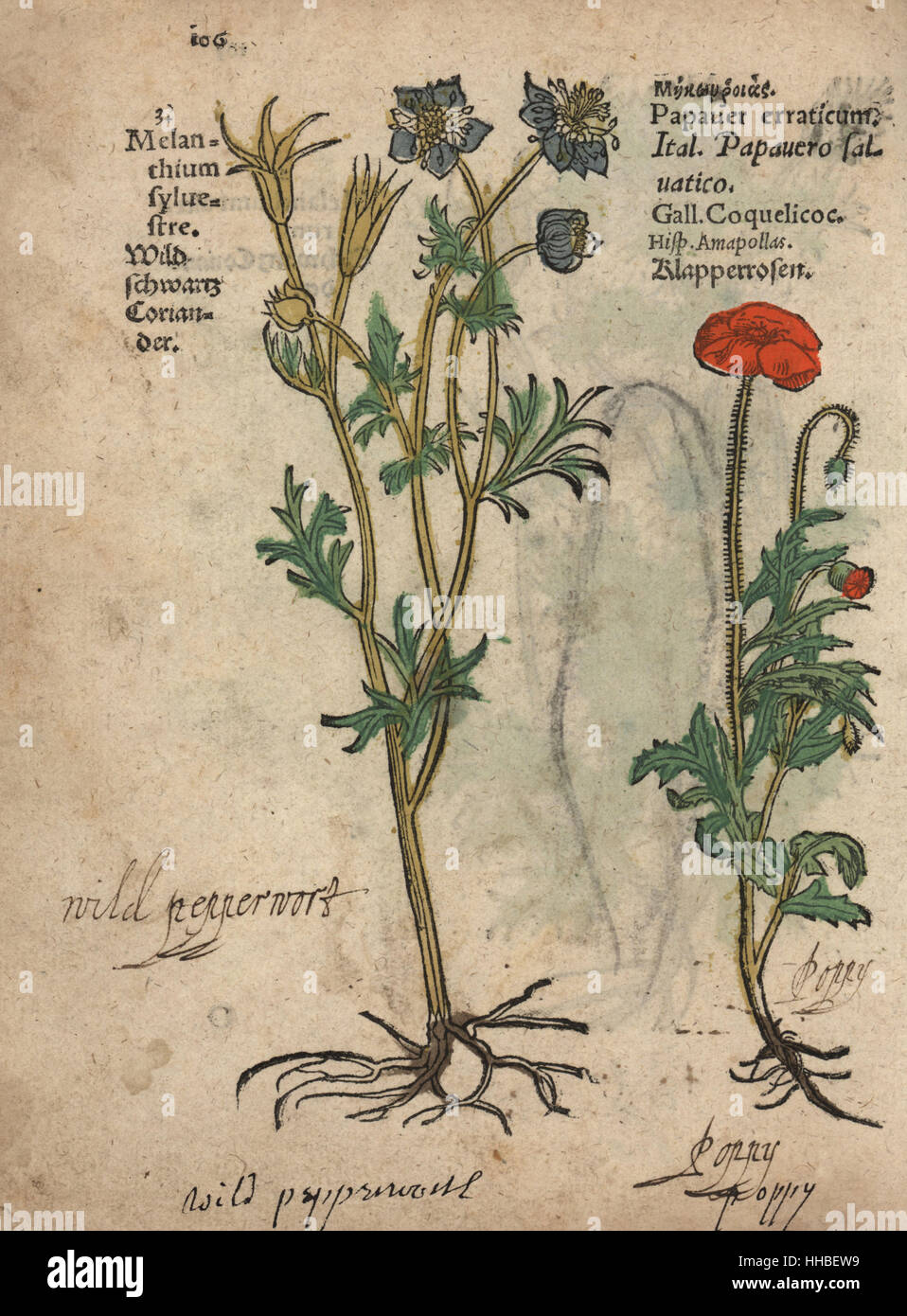 Wilde Nigella, Nigella Arvensis und Klatschmohn, Papaver Rhoeas. Handkoloriert Holzschnitt Gravur eine botanische Illustration von Adam Lonicers Krauterbuch oder Kräuter, Frankfurt am Main, 1557. Dies aus einem 17. Jahrhundert Pirate Edition oder Atlas Illustrationen nur, mit Untertiteln in Latein, Griechisch, Französisch, Italienisch, Deutsch und in Englisch Manuskript. Stockfoto
