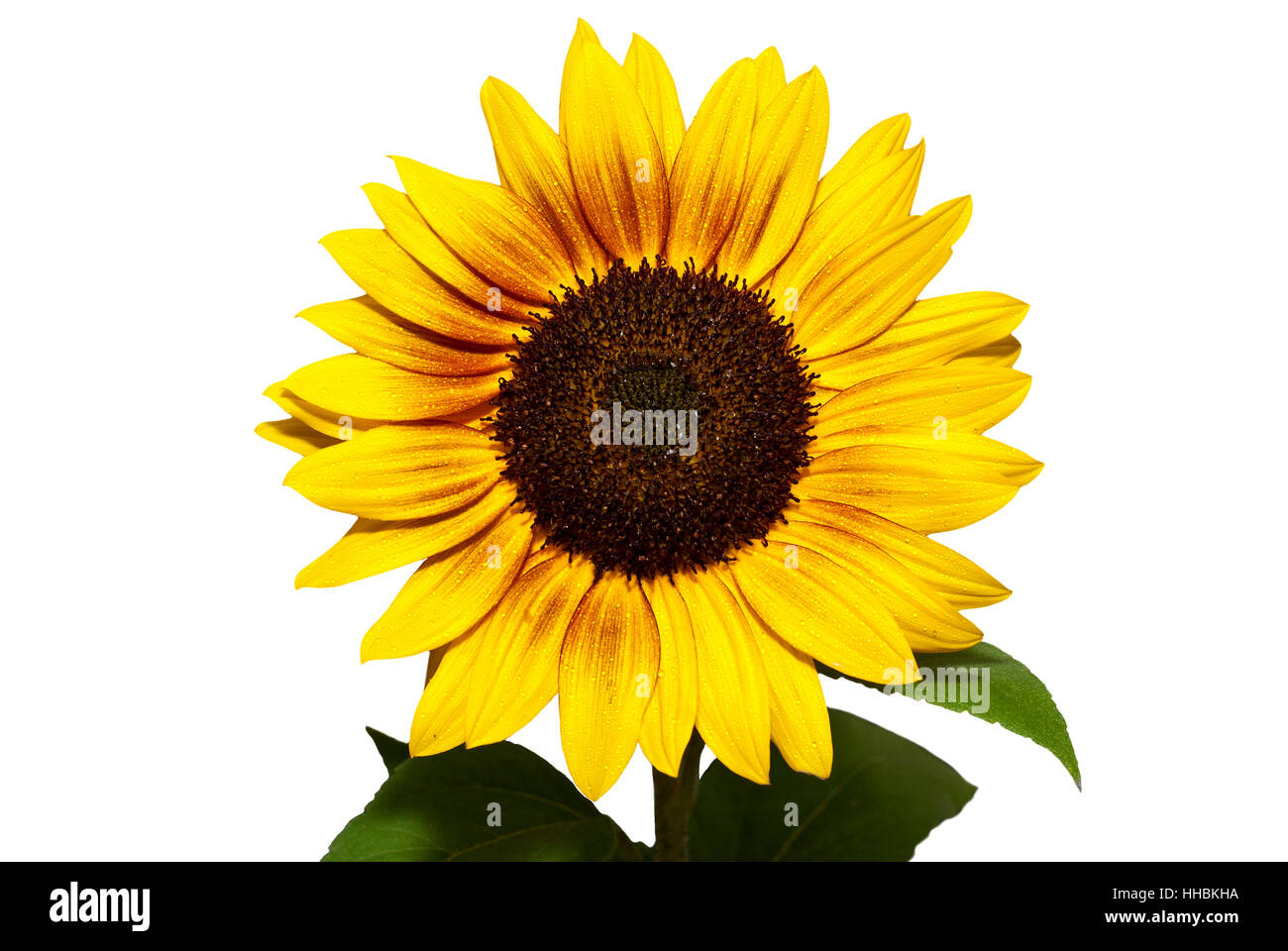 freigestellten Sonnenblume Blüte der Sorte & # 039 & # 039 Ring des Feuers Stockfoto