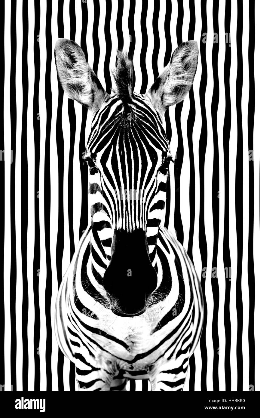 gerastert, maskiert Zebra, Tarnung, Zebrastreifen, Streifen, Streifen, Säugetier, Stockfoto