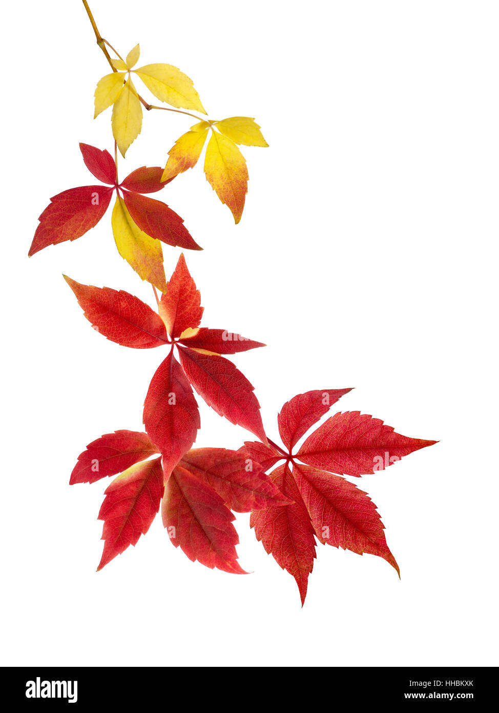 schöne Anordnung der Blätter im Herbst Stockfoto