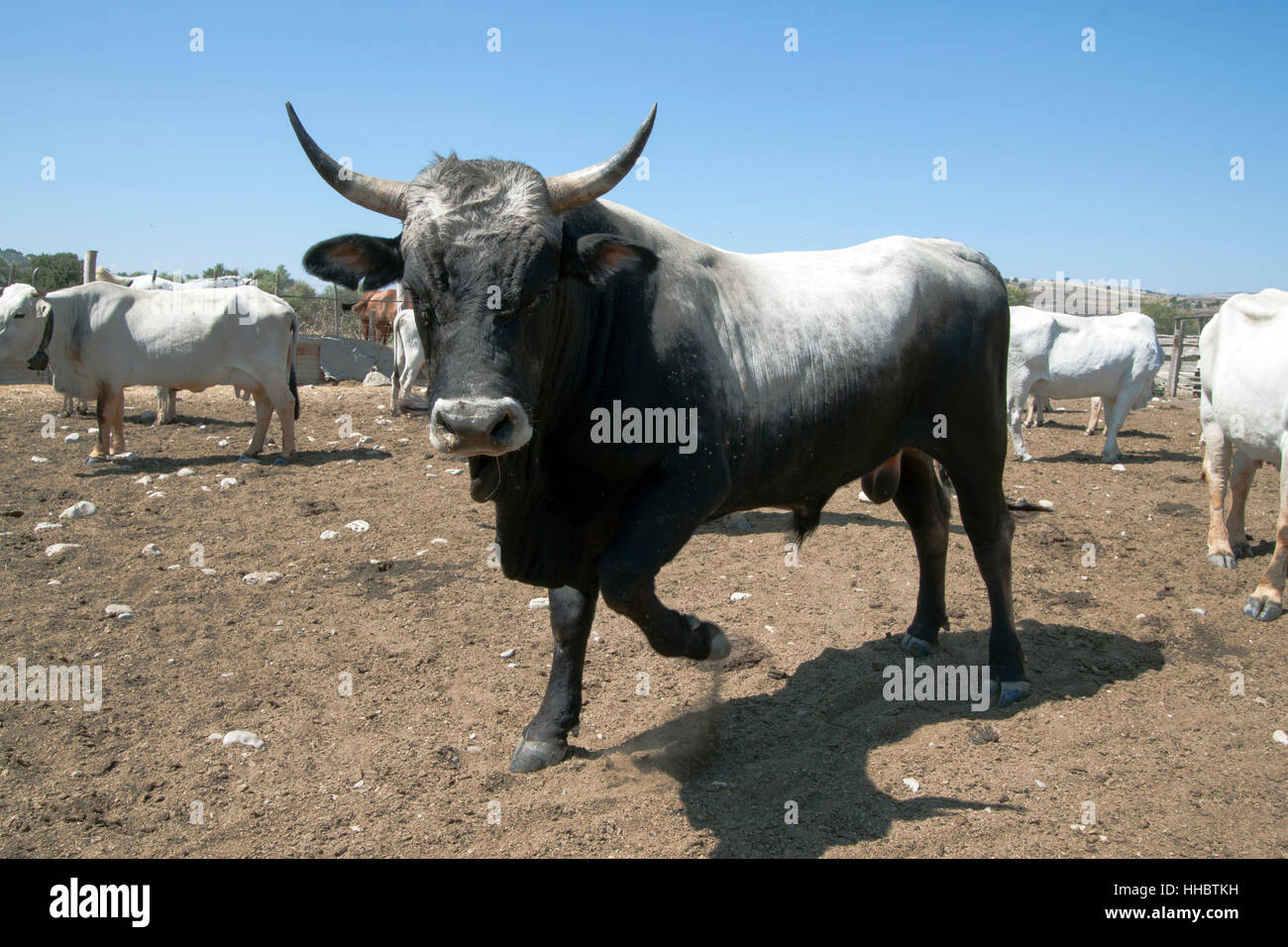 Tier, Stier, Landwirtschaft, Landwirtschaft, schwarz, dunkelhäutigen, tiefschwarze, tiefschwarz, Bauernhof, Stockfoto