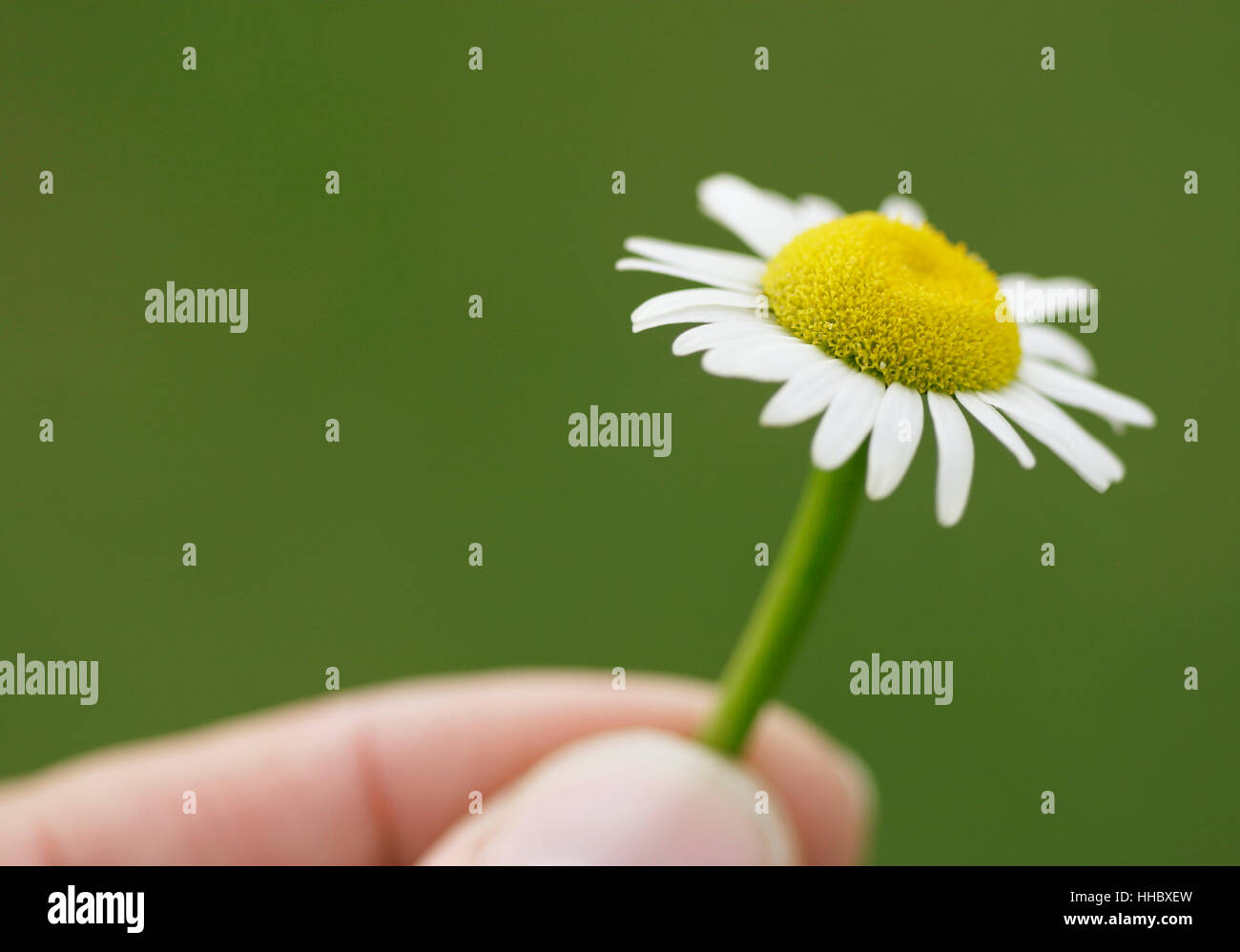 Finger halten ein Gänseblümchen, Sorge für die Umwelt Stockfoto