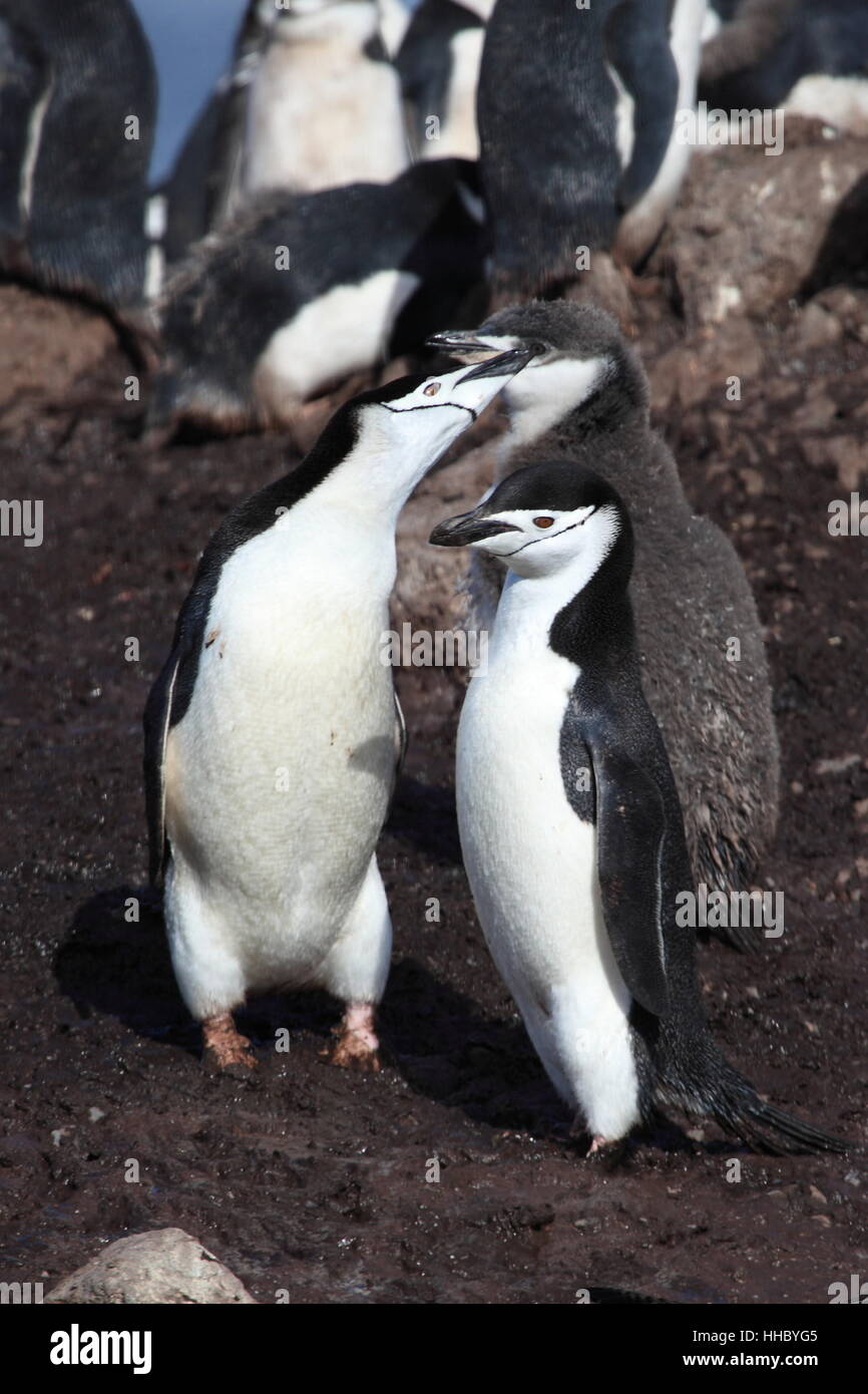 Pinguinkolonie suedpol Stockfoto