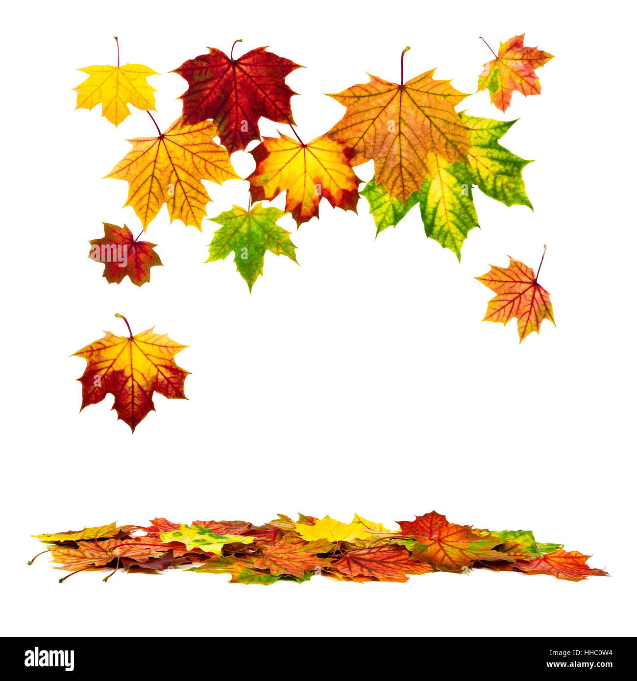Anordnung der Blätter im Herbst Stockfoto