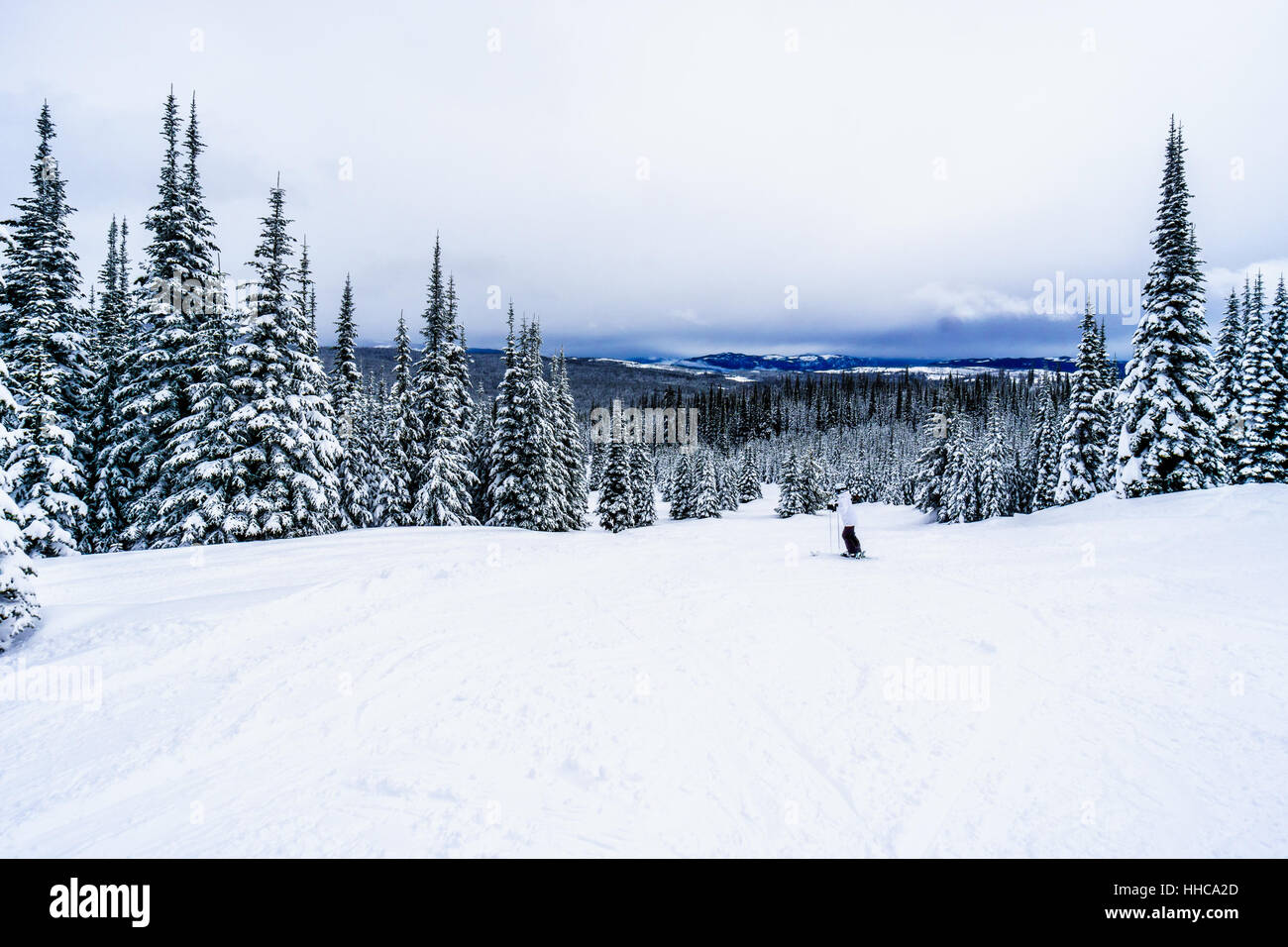 Skifahren inmitten einer schneebedeckten Pinien in der Hochalpinen auf den Hügeln in der Shuswap Hochland von British Columbia in Kanada Stockfoto