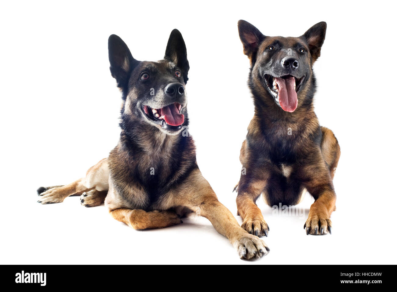 Haustier, Hund, Schäferhund, schön, schön, Weiblich, Tier, beauteously, braun, Stockfoto