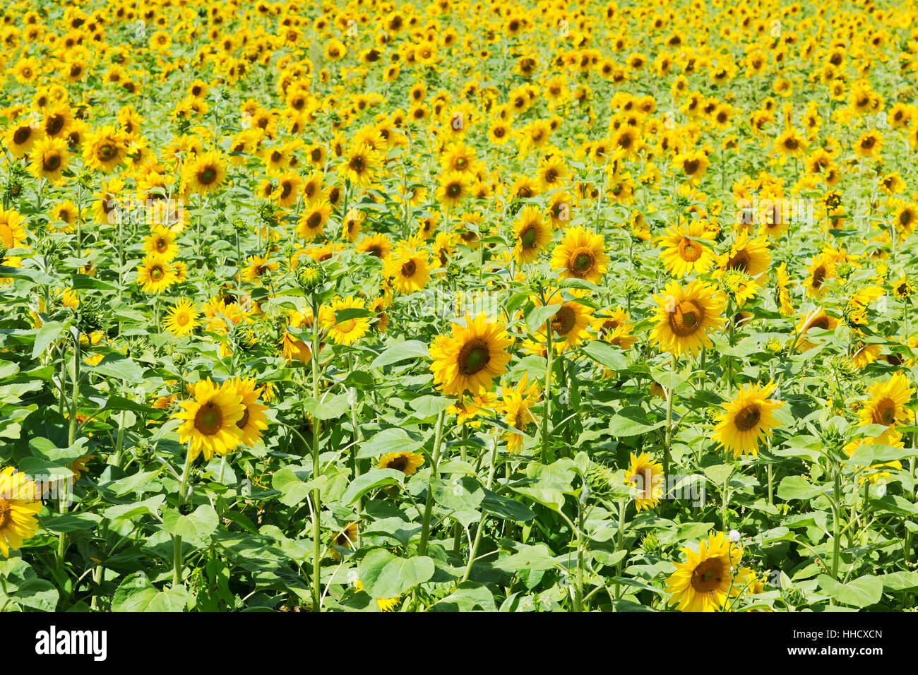 Feld mit Sonnenblumen Stockfoto