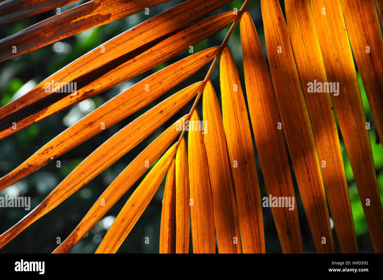 Blatt, braun, braun, brünett, gefiederten, Struktur, Blatt, Stockfoto