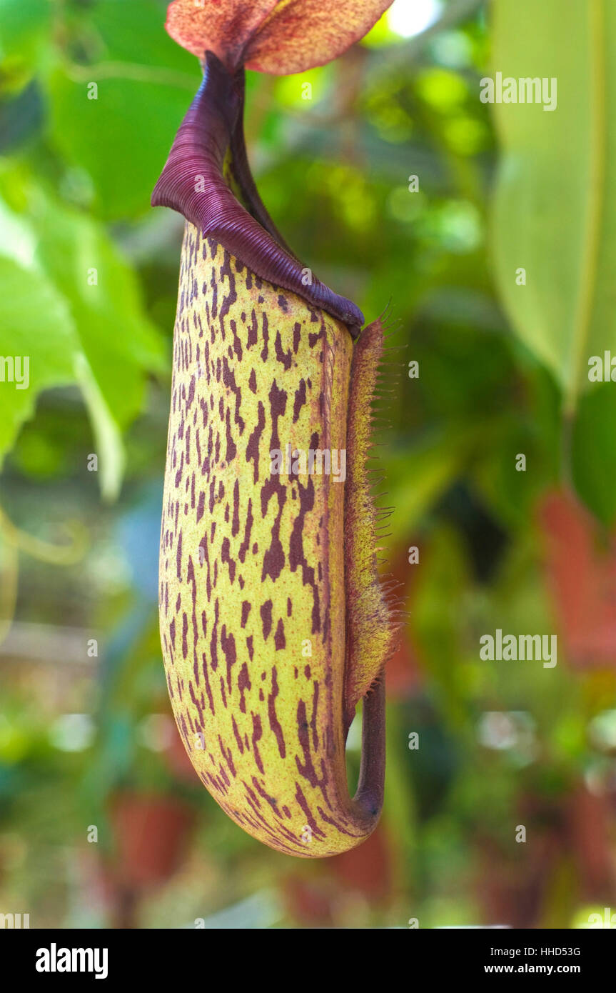 Tasse, Blatt, Insekt, Blume, Pflanze, Blätter, Botanik, Borneo, Dschungel, Jack, exotisch, Stockfoto