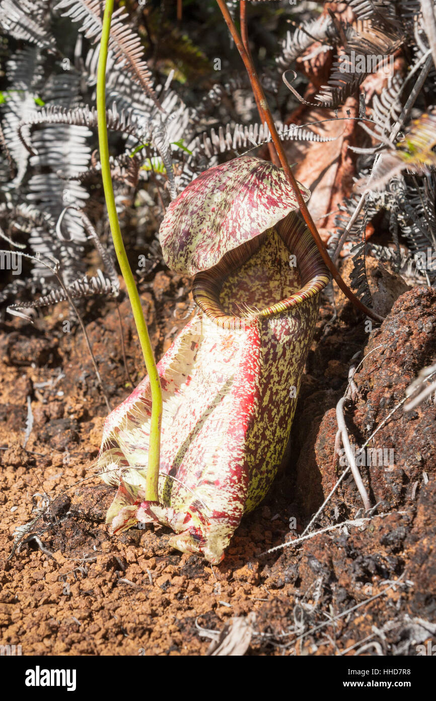 Kannenpflanze (Nepenthes), wachsenden wilden, abgelegenen ländlichen Sabah, Malaysia Borneo Stockfoto