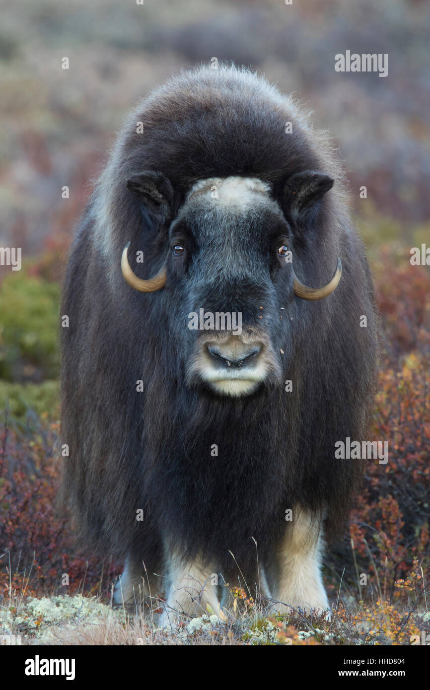 Bull Moschusochsen (Ovibos Moschatus), Kuh Frontal auf die Fjaell, Dovre Fjael, Sunndalsfjella-Nationalpark, Norwegen Stockfoto