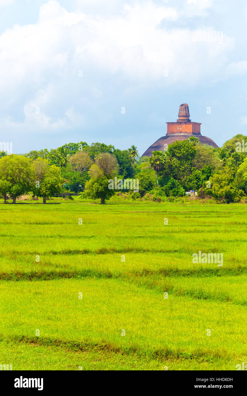 Ferne Jetavanaramaya Stupa und dem beschädigten Turm gesehen oberhalb der Baumgrenze und Felder am alten Capitol Ruinen von Anuradhapura Stockfoto